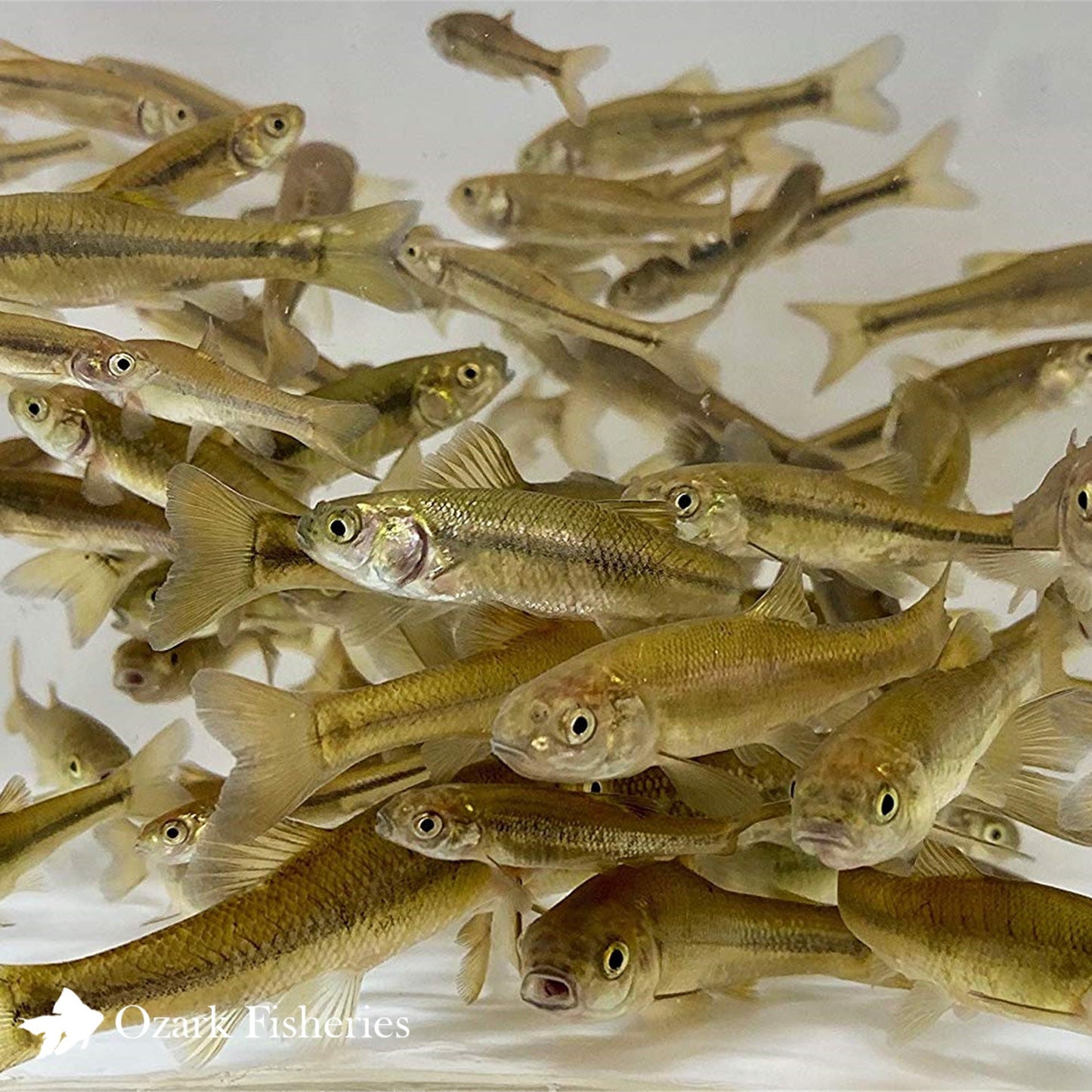 Dozen Small Minnows