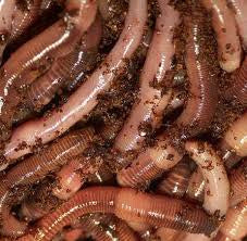 Dozen Crawlers