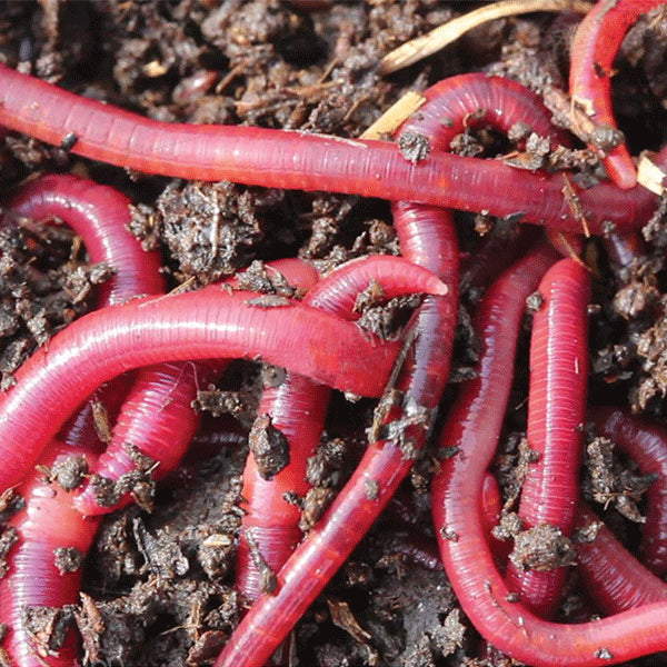 Red Worms 36ct.