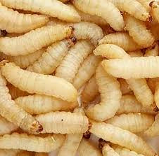 Wax Worms 36ct