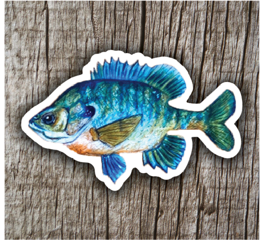 Bluegill Sticker
