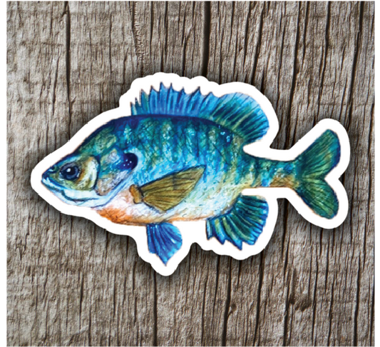 Bluegill Sticker